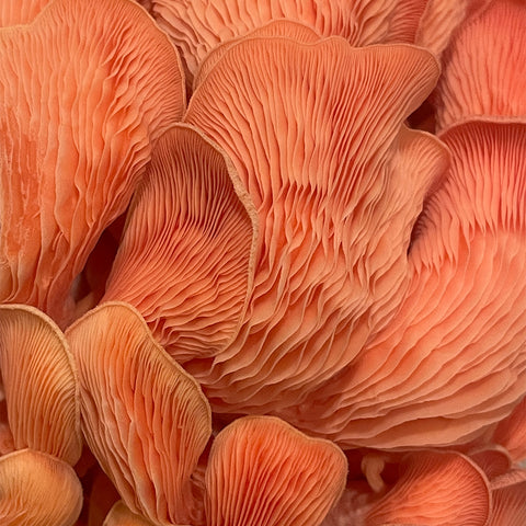 Hymenium of Fungi